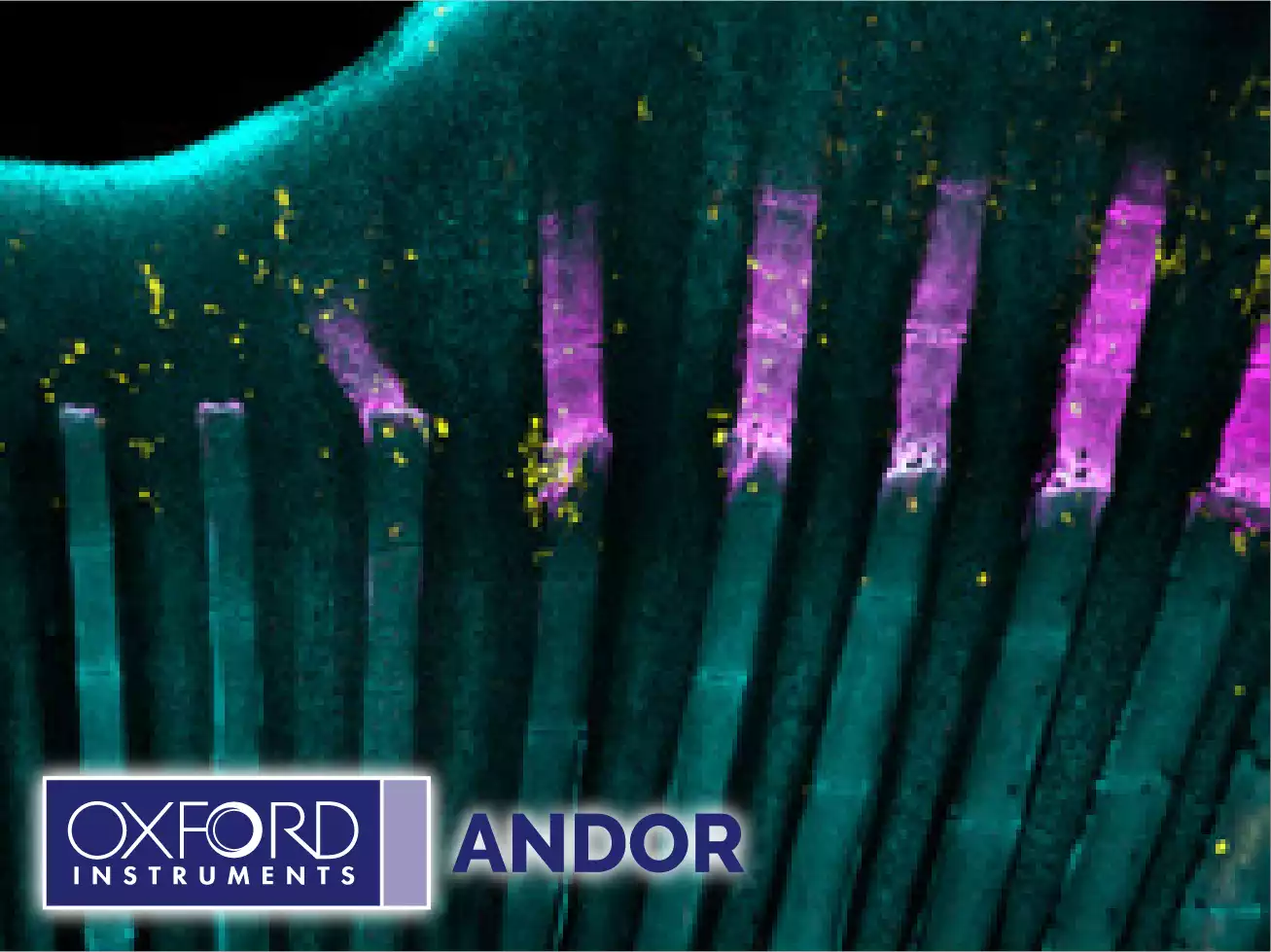 Andor Benchtop Confocal